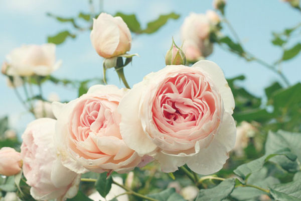 The First Flower Market in Asia 01